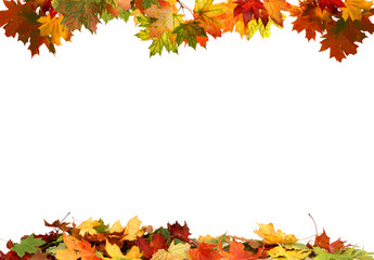 Isolated autumn leaves