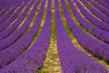 Lignes de lavande sur le champ. Provence, Plateau d'Albion.