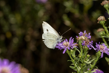 farfalla su fiore