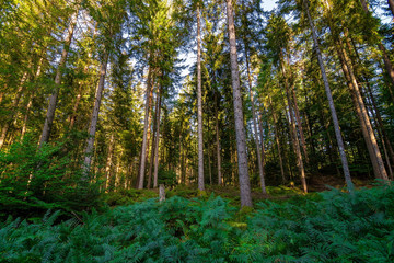In the green Black Forest / Schwarzwald in Germany on a sunny day