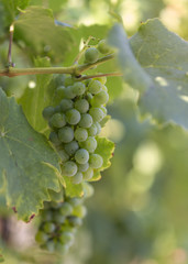 A photo of wine grapes