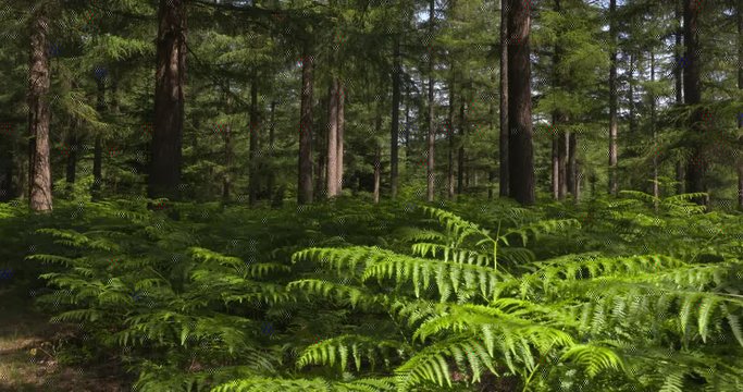 Spruce and pine forest with ferns, pteridium aquilinum, eagle fern