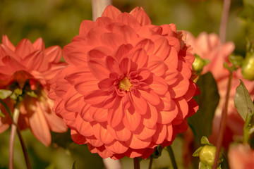 Multicolor pansy flowers or pansies as background