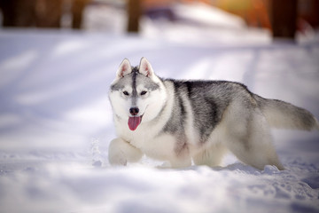 beautiful husky dog plays in the snow