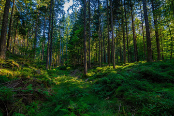 In the green Black Forest / Schwarzwald in Germany on a sunny day