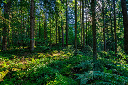 Fototapeta In the green Black Forest / Schwarzwald in Germany on a sunny day