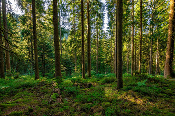 In the green Black Forest / Schwarzwald in Germany on a sunny day
