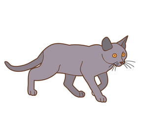 vector, isolated, the cat