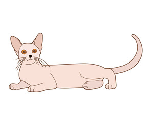 vector, isolated, the cat lies