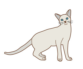 isolated cat on white background