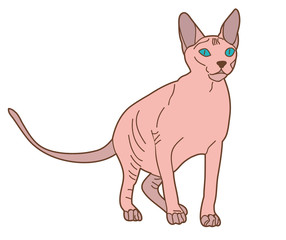 isolated cat on white background