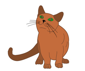 cat sitting on white background