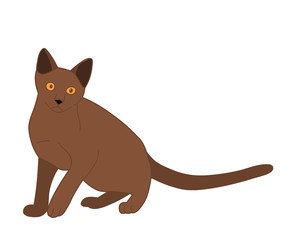  isolated cat sitting on white background