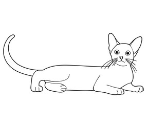  isolated sketch a cat lies