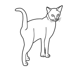 vector, isolated sketch of a cat