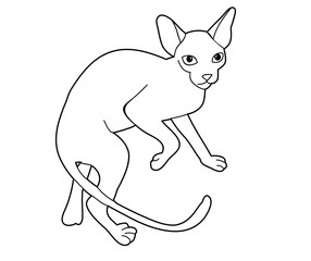 isolated cat sketch on white background