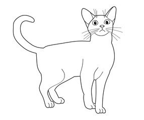 sketch of a cat on a white background