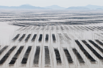 Sea weed farm of Xiapu, Fujian province, China © Kimpin