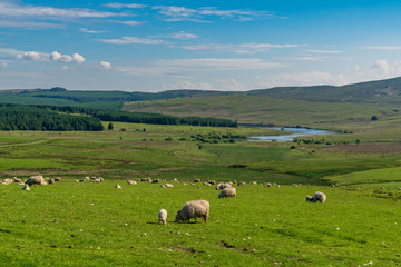 Sheep grazing, with the Alwen Reservoir in the background, Conwy, Wales, UK
