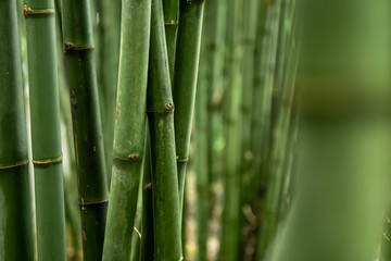 Green Bamboo Forest Background