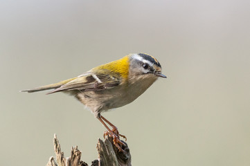 sommergoldhähnchen