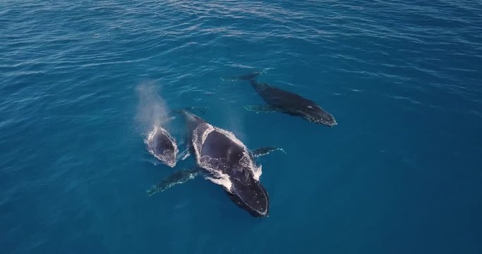 A family of whales while they are swimming in the blue ocean (sea). Concept: Nature, holiday, love the family.