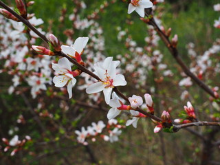 cherry blossoms in the forest