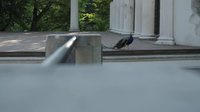 Warszawa Lazienki park. Ujecia parku oraz budynk&oacute;w znajdujacych sie w Lazienkach. Warsaw famous  park.