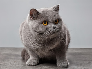 grey british shorthair cat