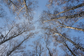 look up at the trees