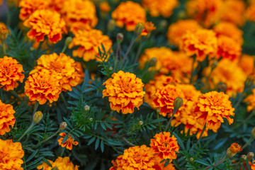 Orange marigold flowers in garden, green background