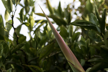 Naklejka premium sharp strelitzia
