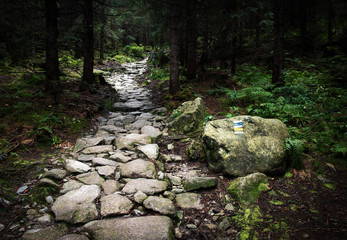 Obraz premium kamienny chodnik w gęstym lesie