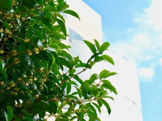Obraz premium ビルと植物