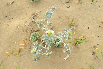 Summer sea, top view of an Eryngium maritimum plant