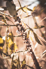 snail shells on plant