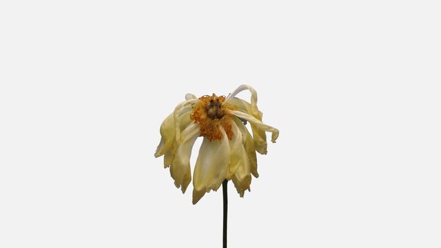 Time-lapse of resurrection dried up coral Peony 2a4w-rev in 4K PNG+ format with ALPHA transparency channel isolated on white background, time reverse
