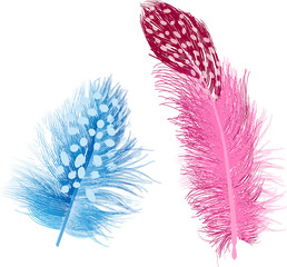 two blue and pink feathers with spots on white