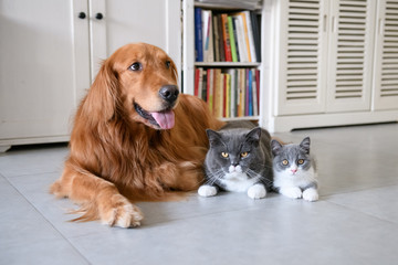 Golden retriever and British short Hairy Cat