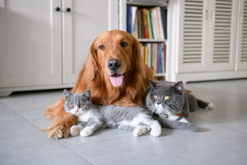 Golden retriever and British short Hairy Cat