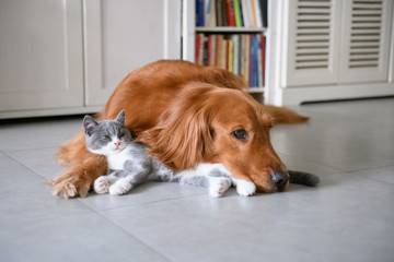 Golden Retriever and Kitten