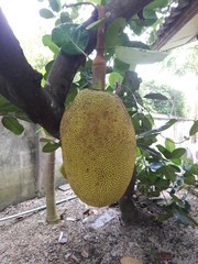 The jack fruit