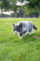 Kittens play in the meadow