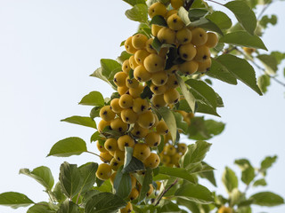 Malus 