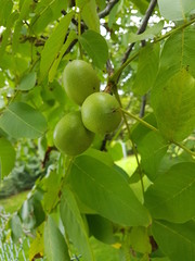 walnussbaum mit walnüssen