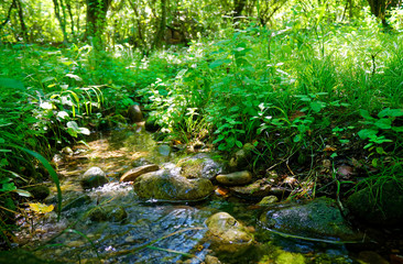Creek in forest, Mountain River in the wood