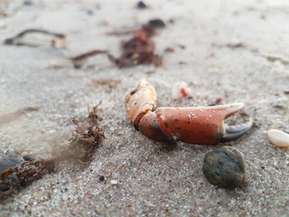 muscheln und steine am strand