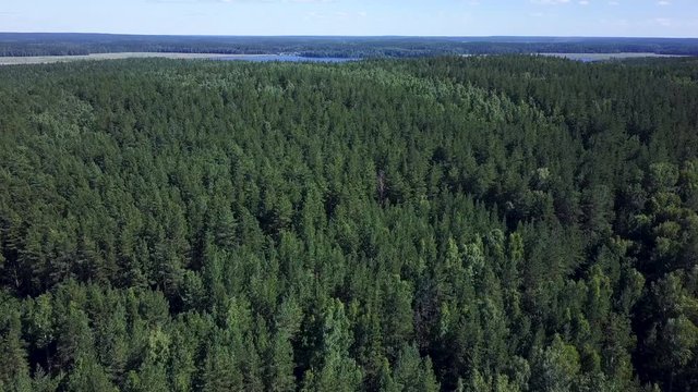 Aerial drone view over the evergreen coniferous forest, flight over the trees crones to the lake on the background, Russia