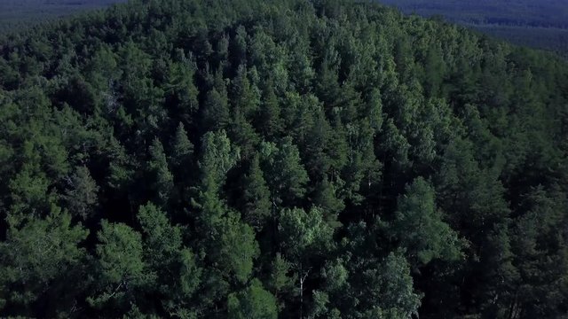 Aerial drone view over the evergreen coniferous forest, flight over the trees crones to the lake on the background, Russia