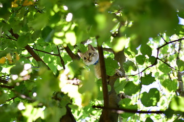 cat on the tree